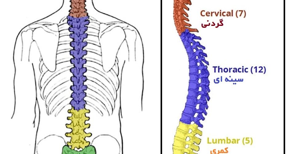 وظایف آناتومی ستون فقرات