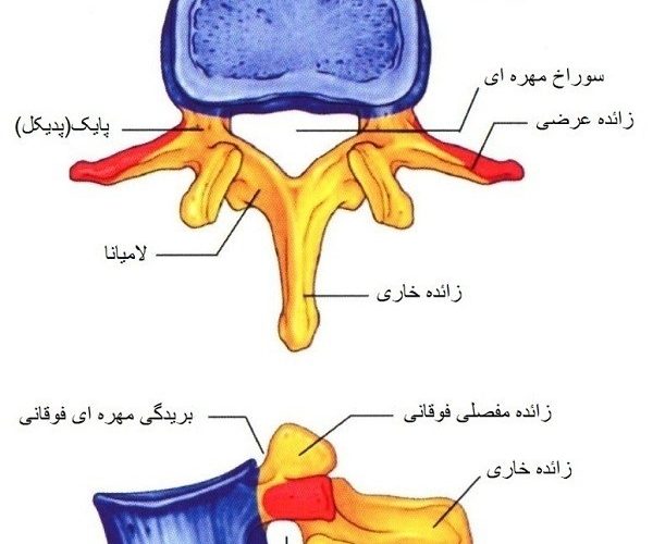 آناتومی مهره های کمری