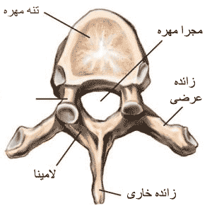 ساختار مهره های ستون فقرات