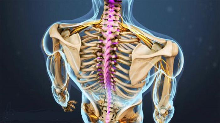 آناتومی ستون فقرات